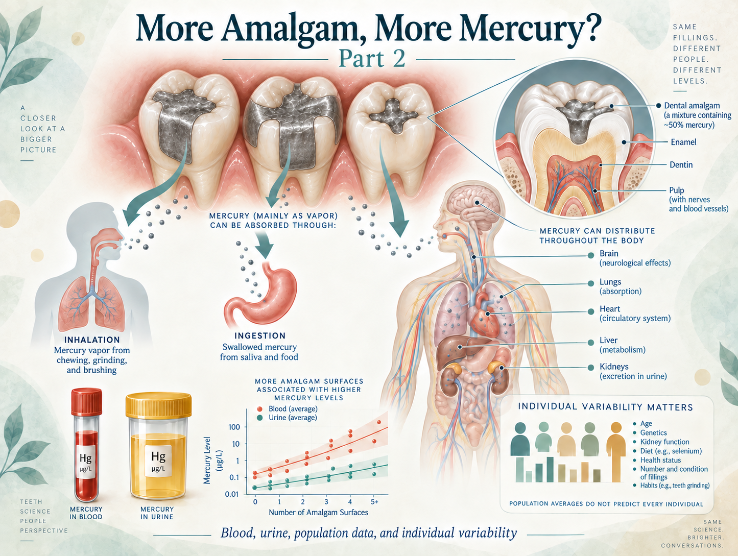Do Amalgam Fillings Raise Mercury Levels in Blood and Urine?